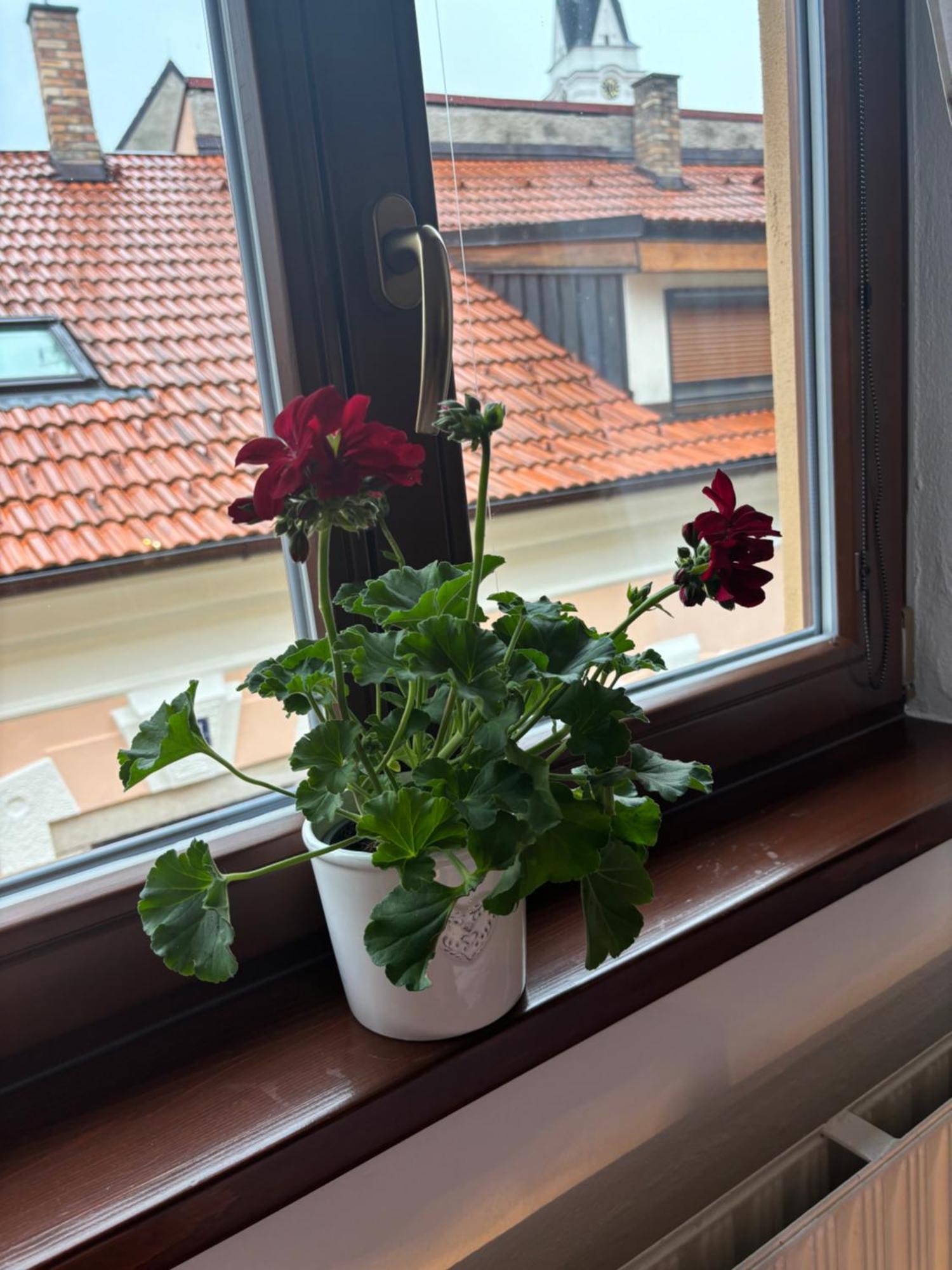 Penzion Pohadka Třeboň Buitenkant foto